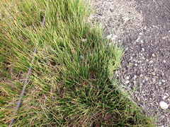 Juncus bolanderi