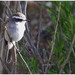 White-browed Chat-Tyrant - Photo (c) Christian Artuso, some rights reserved (CC BY-NC-ND), uploaded by Christian Artuso