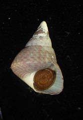 Cantharidus opalus