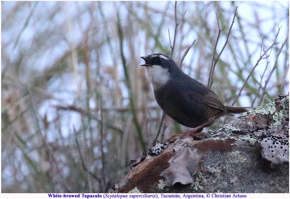 White-browed Tapaculo (Scytalopus superciliaris) photo