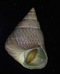 Cantharidus opalus