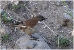 Cinclodes atacamensis