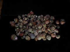 Cantharidus fulminatus