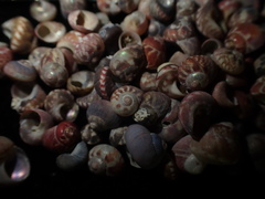 Cantharidus fulminatus