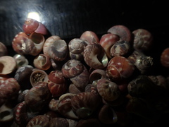 Cantharidus fulminatus