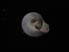 Cantharidus fulminatus