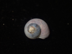 Cantharidus fulminatus