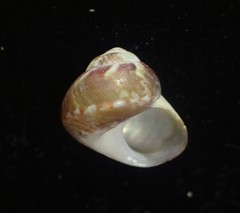 Cantharidus fulminatus