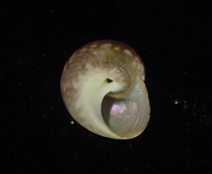 Cantharidus fulminatus