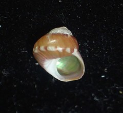 Cantharidus fulminatus