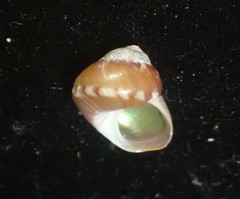 Cantharidus fulminatus