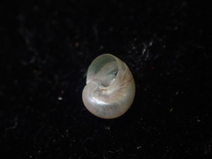 Cantharidus fulminatus