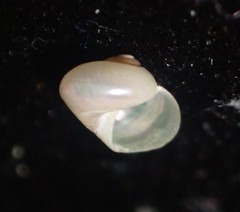 Cantharidus fulminatus