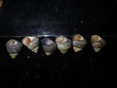 Micrelenchus huttonii