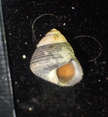 Micrelenchus huttonii