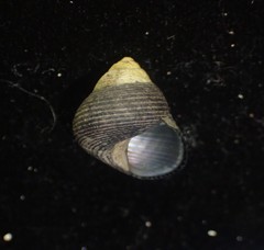 Micrelenchus huttonii