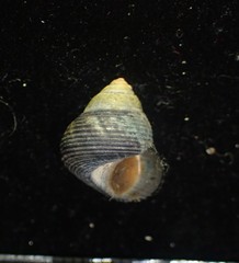 Micrelenchus huttonii