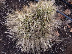 Carex unilateralis
