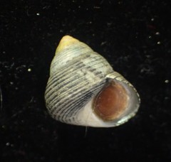 Micrelenchus huttonii