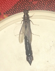 Lymexylidae