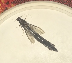 Lymexylidae