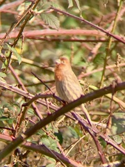 Haemorhous mexicanus
