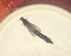 Lymexylidae