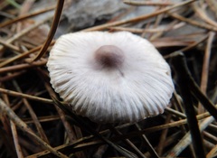 Inocybe lilacina