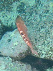 Pseudolabrus luculentus