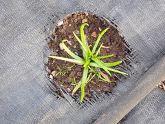 Plagiobothrys figuratus