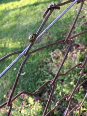 Calligrapha polyspila