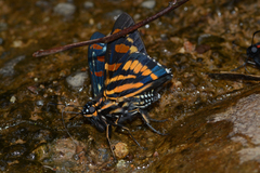 Phocides yokhara