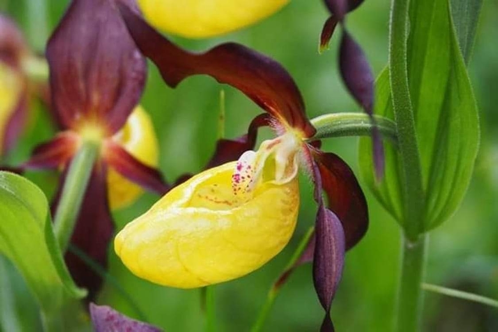 Lady's slipper orchid