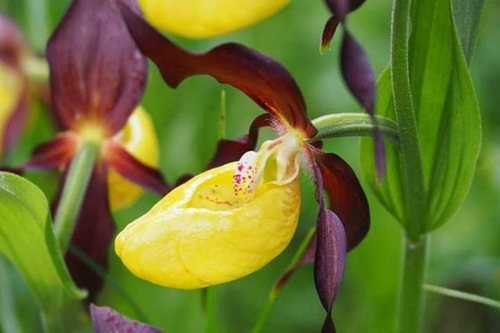 Cypripedium calceolus image