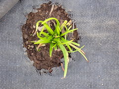 Plagiobothrys figuratus