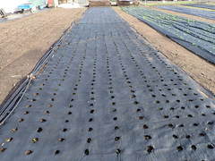 Plagiobothrys figuratus