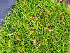 Plagiobothrys figuratus