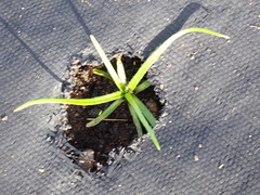 Plagiobothrys figuratus