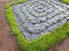 Plagiobothrys figuratus