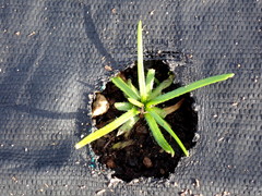 Plagiobothrys figuratus