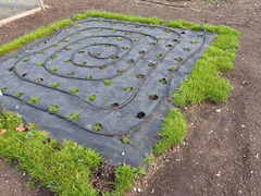 Plagiobothrys figuratus