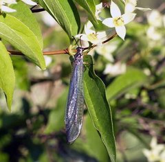 Myrmeleon formicarius