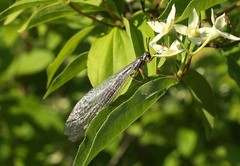 Myrmeleon formicarius