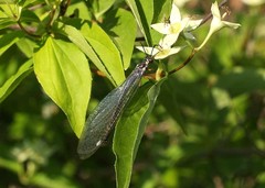 Myrmeleon formicarius