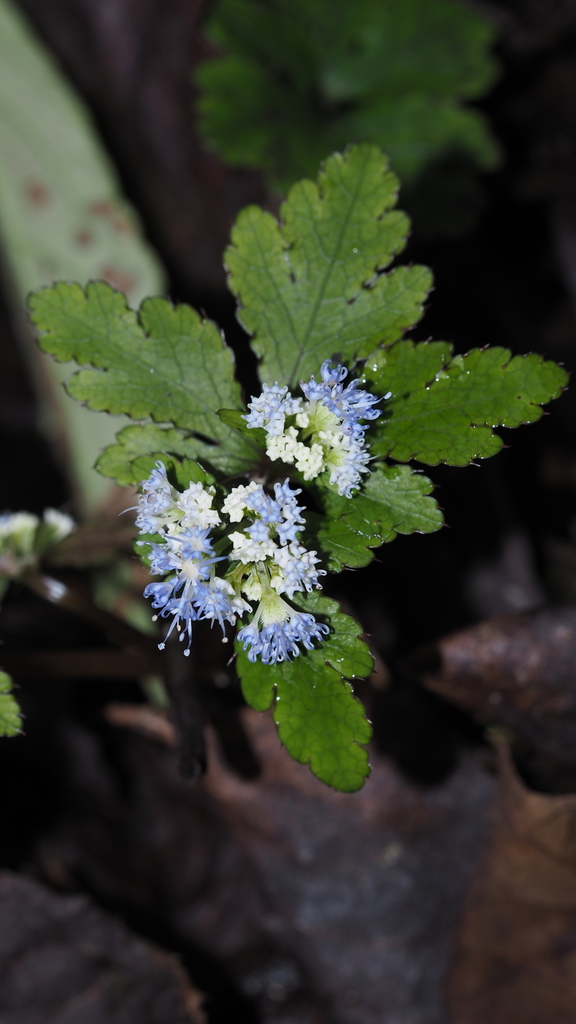 Sanicula caerulescens (Sanicula caerulescens)