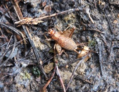 Gryllomorpha longicauda