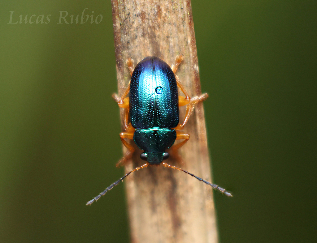Nodocolaspis costipennis