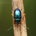 Nodocolaspis costipennis - Photo (c) Lucas Rubio, some rights reserved (CC BY), uploaded by Lucas Rubio