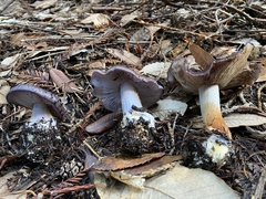 Glaucopodes