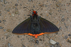 Pyrrhopyge arax